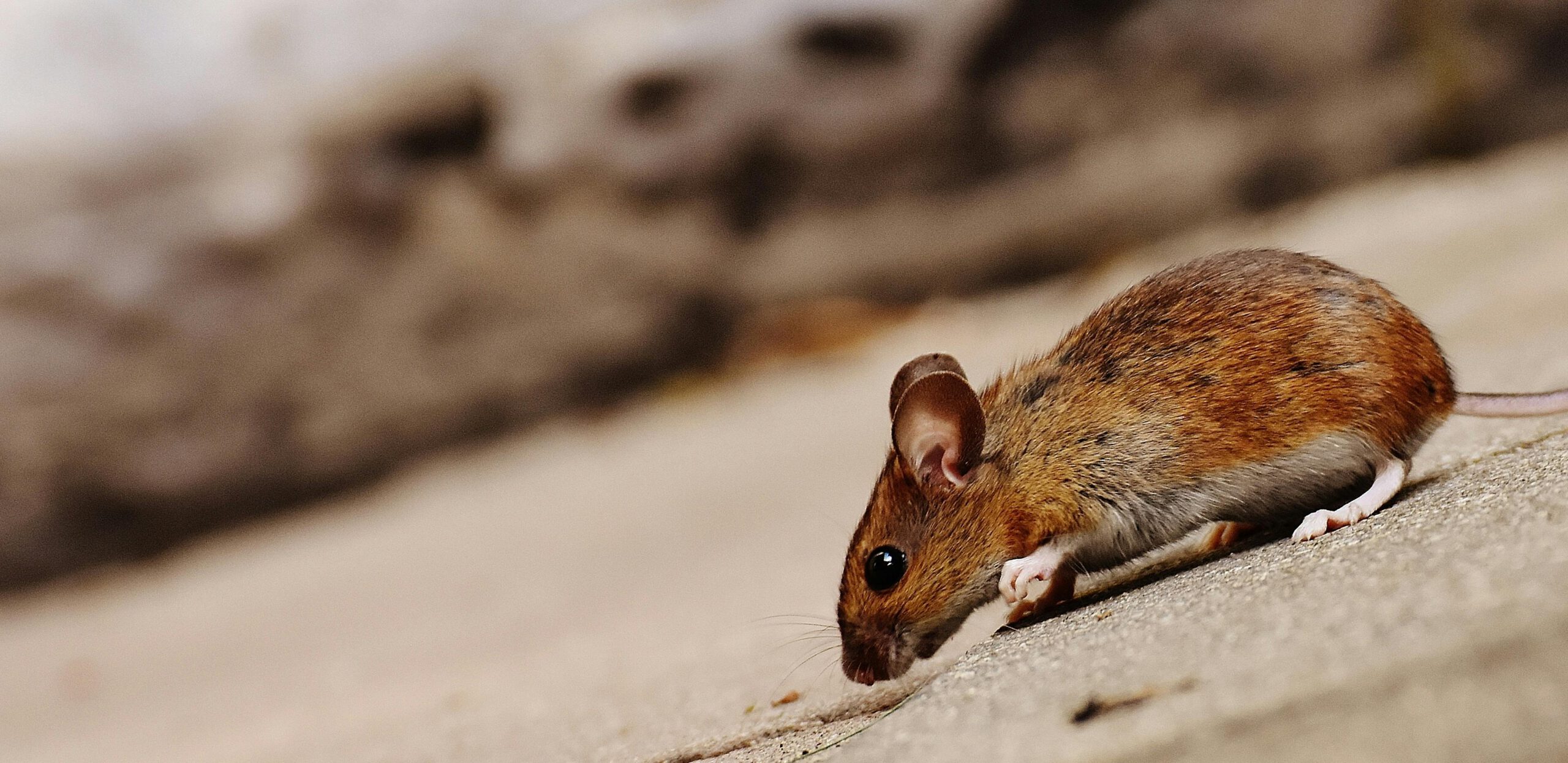 Armis Pest Management Introduces Advanced Pest Control Solutions in Boise